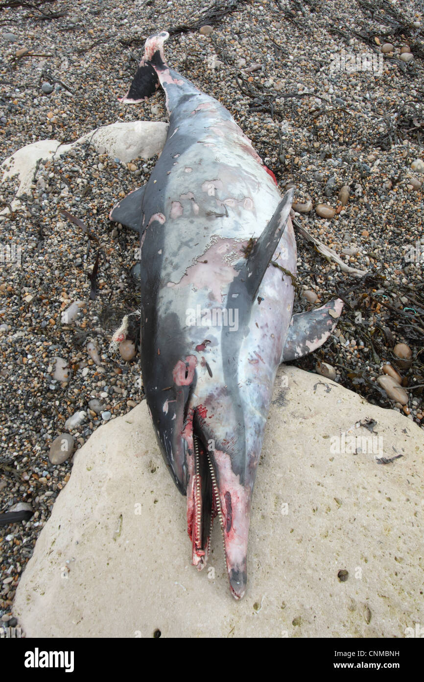 À bec court Dauphin commun (Delphinus delphis) adultes morts, échoués sur la plage, plage de Chesil, Dorset, Angleterre, décembre Banque D'Images