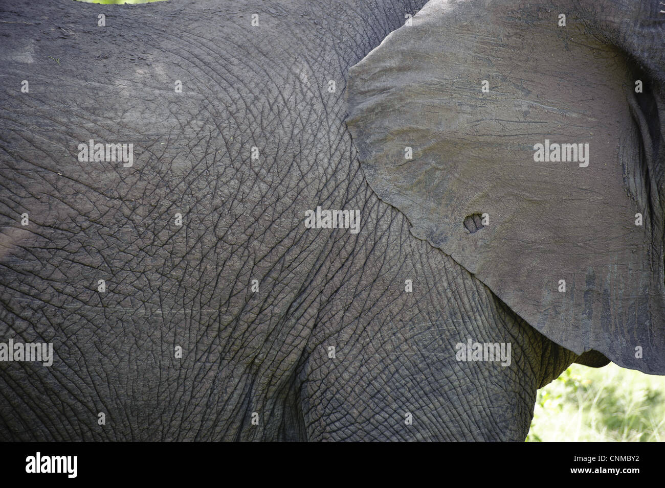 L'éléphant africain (Loxodonta africana) adulte, close-up de l'oreille et de corps, N.P., Kruger Mpumalanga, Afrique du Sud Banque D'Images