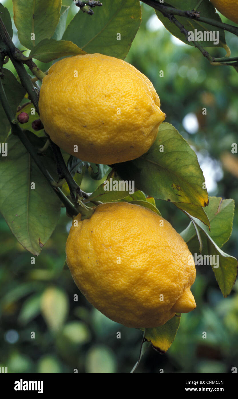 Citron (Citrus limon) des fruits sur arbre - Chypre Banque D'Images