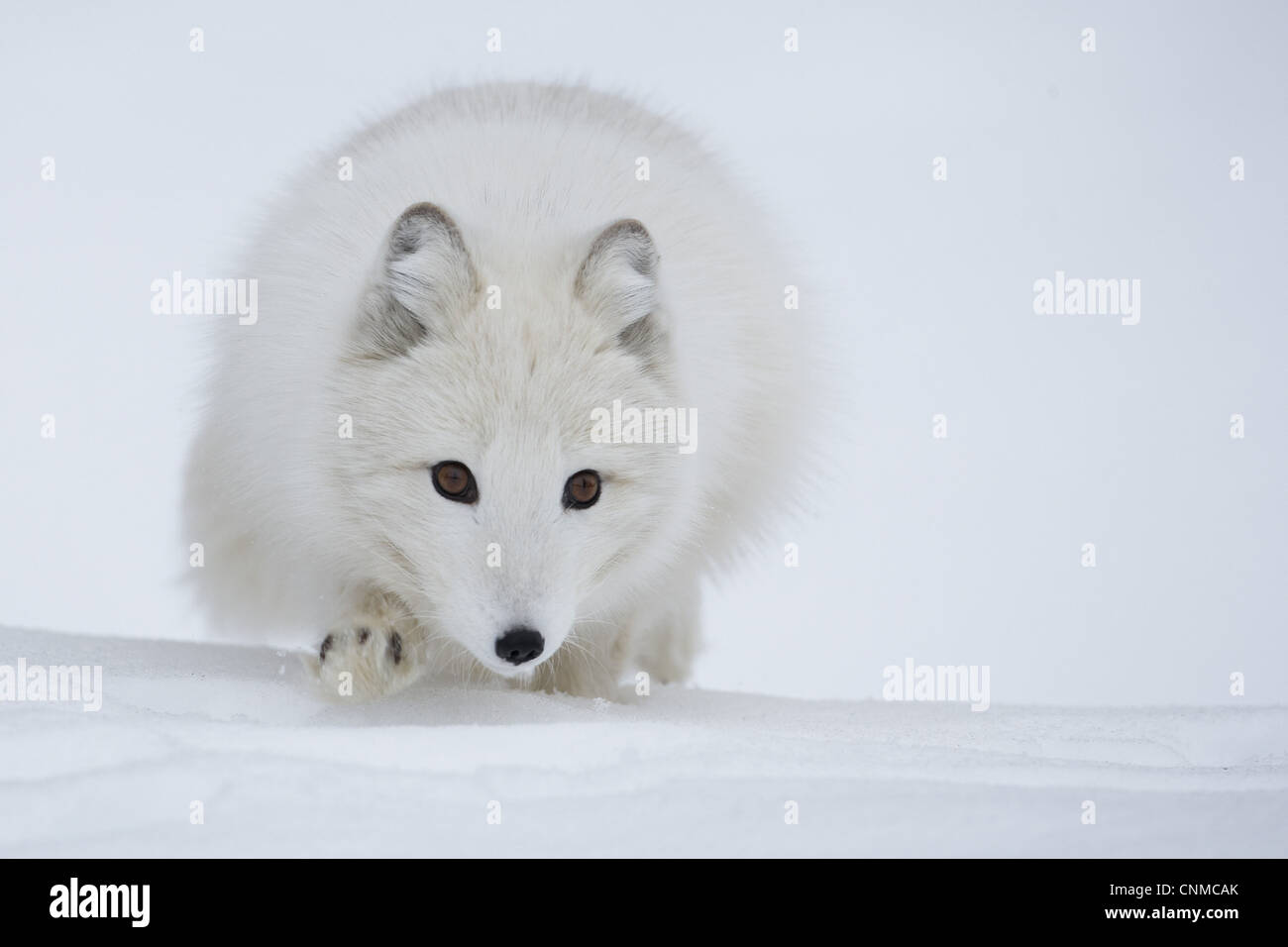 Le renard arctique (Alopex lagopus) adulte, couche de blanc, marchant sur la neige, la Norvège, l'hiver (captive) Banque D'Images