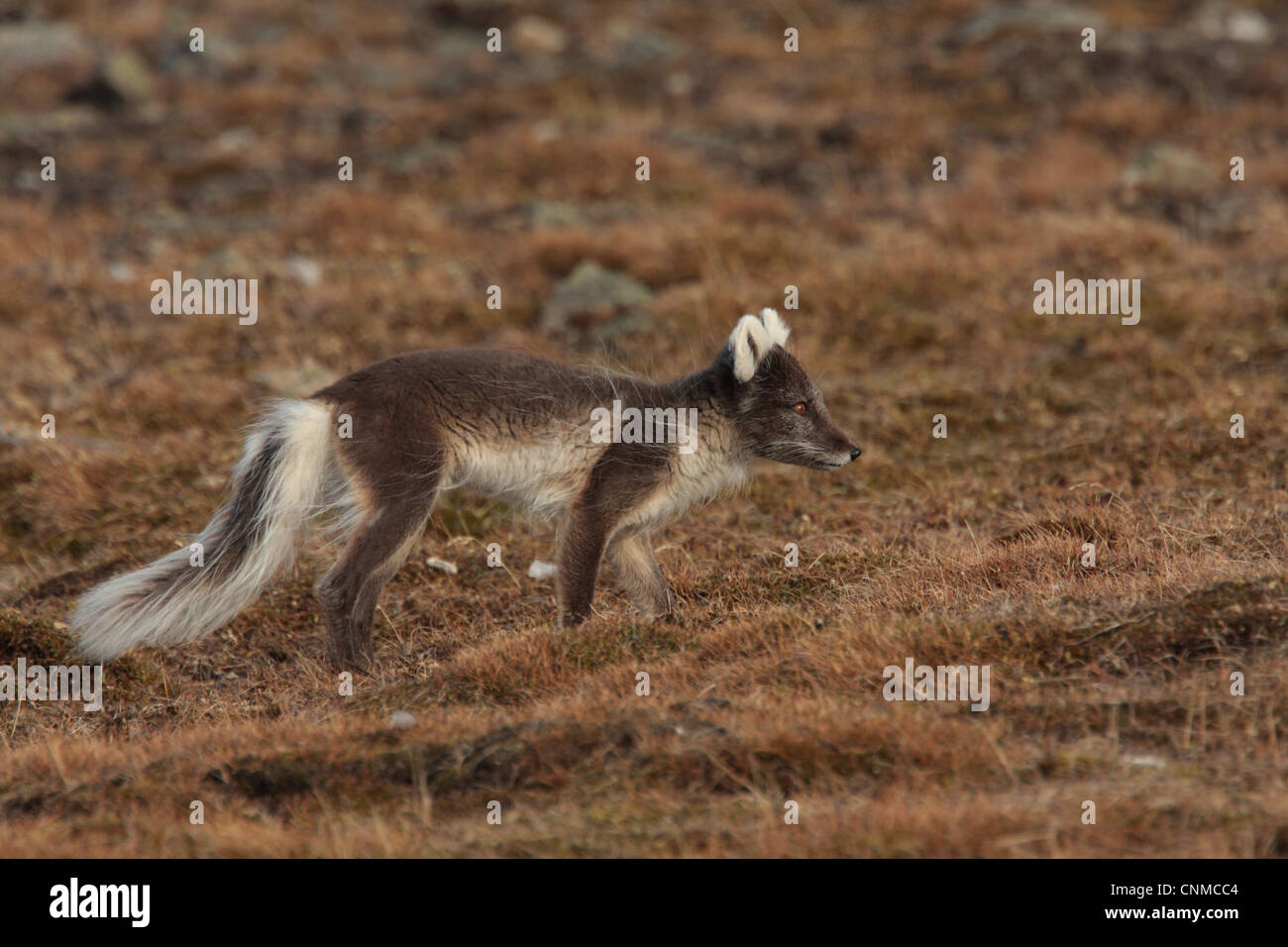 Le renard arctique (Alopex lagopus) adulte, pelage d'été, randonnée pédestre, Longyearbyen, Svalbard, juin Banque D'Images