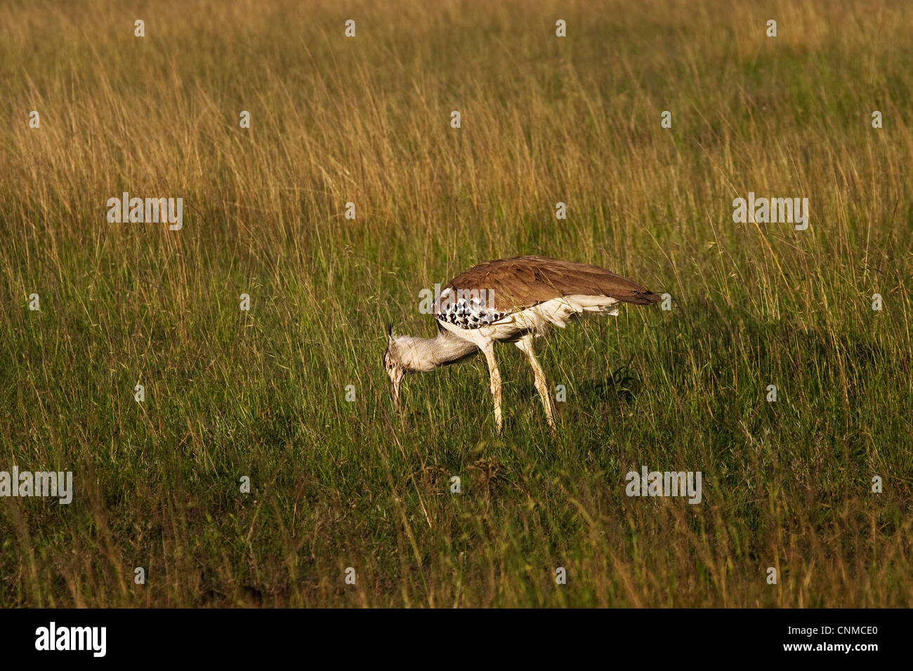 Kori Bustard Choriotis Kori Banque D Image Et Photos Alamy