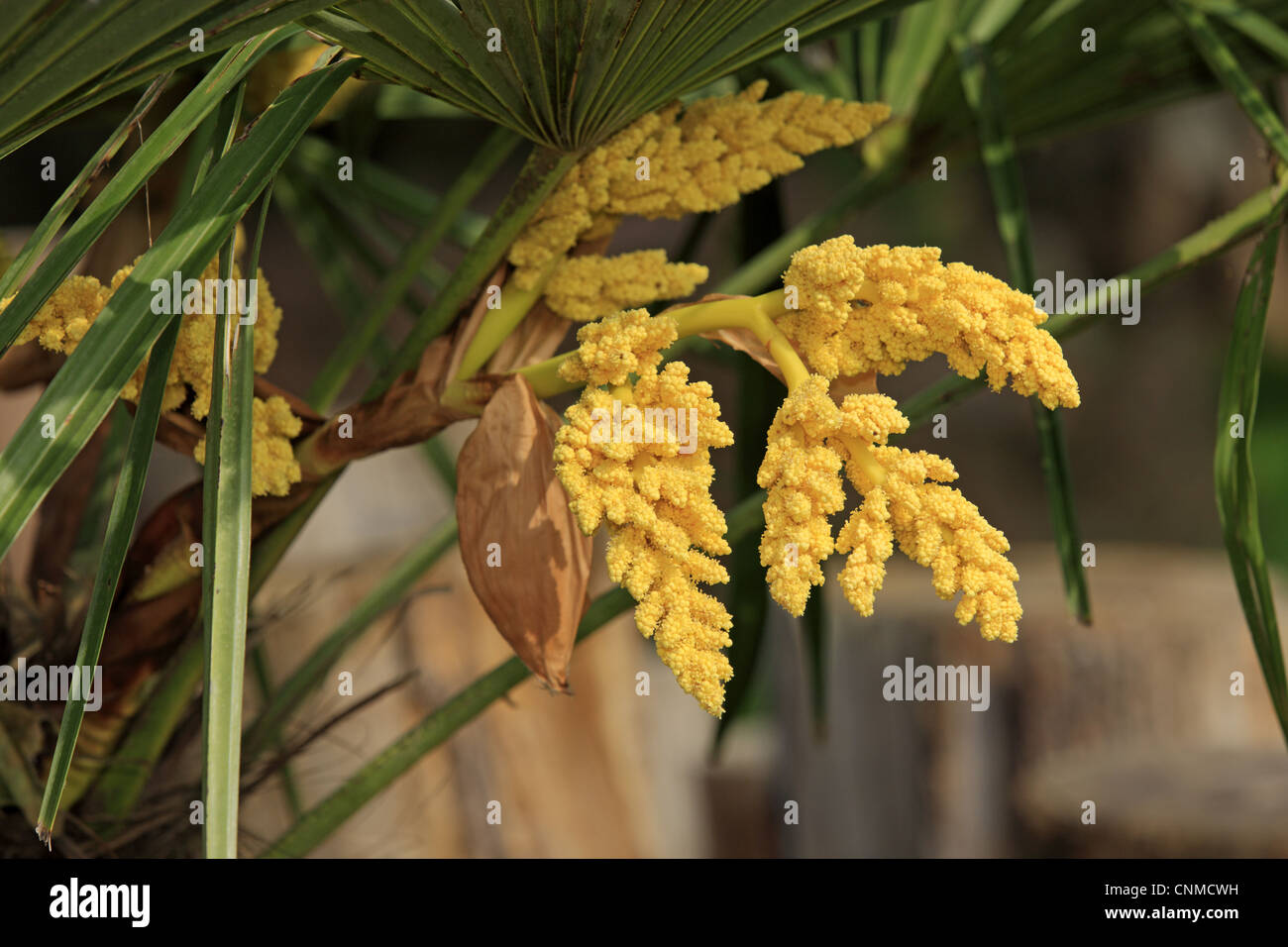 Chusan (palmier Trachycarpus fortunei) gros plan de fleurs, dans le jardin, Ellerstadt, Rhénanie-Palatinat, Allemagne Banque D'Images