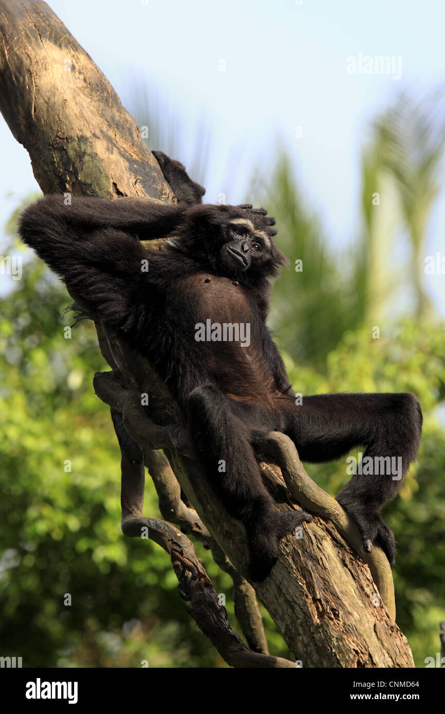 Gibbon Agile (Hylobates agilis) adulte, reposant sur tronc d'arbre (captifs) Banque D'Images