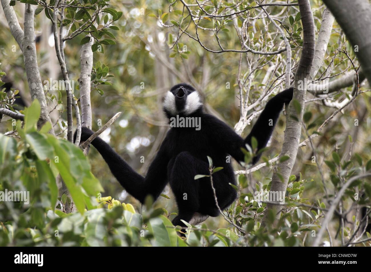 Gibbon à crête noire (Nomascus concolor) mâle adulte, appelant, assis sur branche (captifs) Banque D'Images