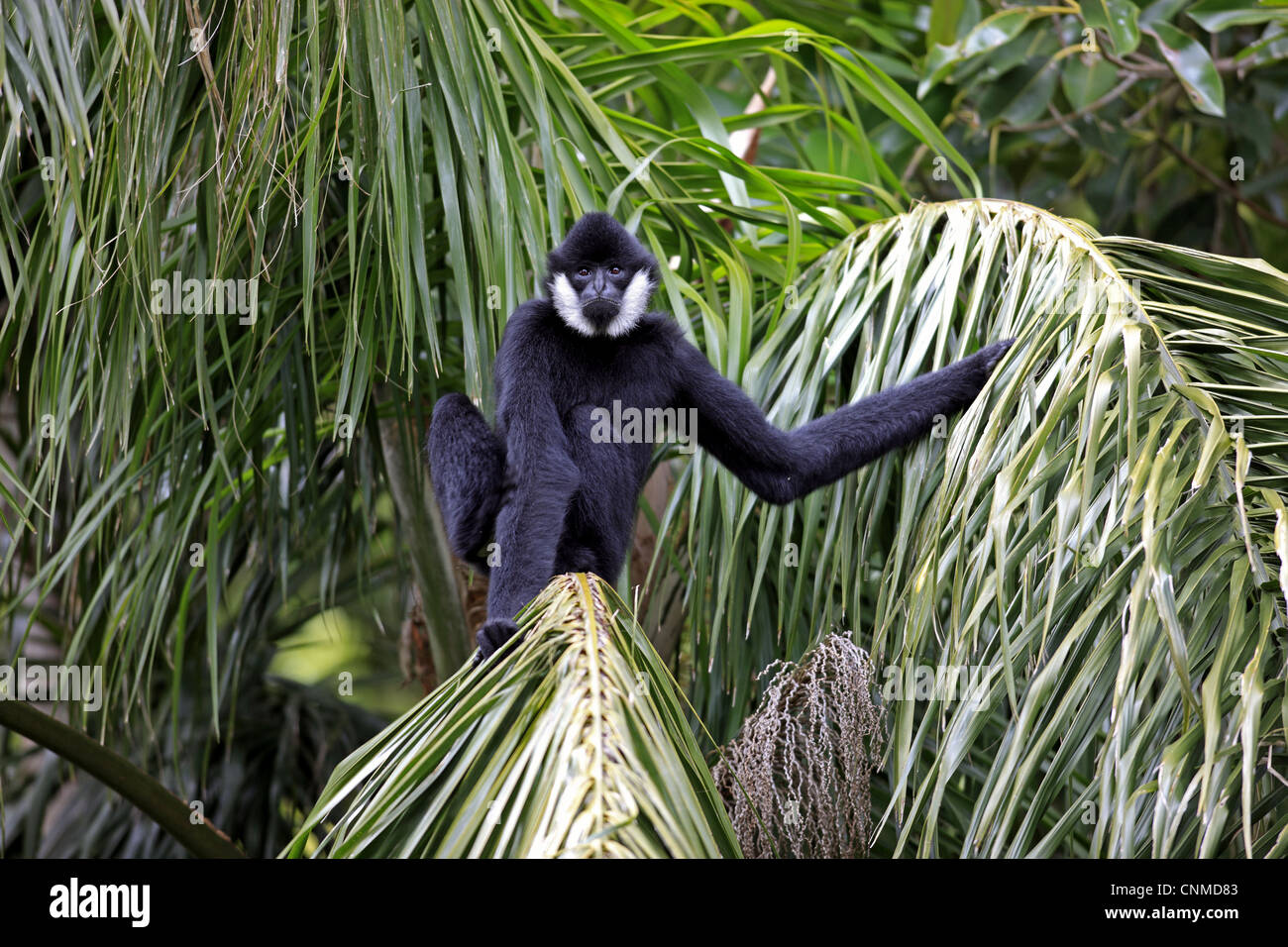 Gibbon à crête noire (Nomascus concolor) mâle adulte, assis sur des feuilles de palmier (captive) Banque D'Images