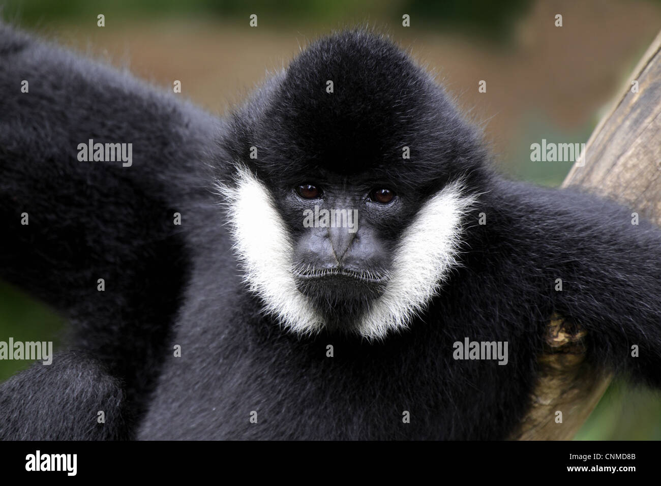 Gibbon à crête noire (Nomascus concolor) mâle adulte, close-up de tête (captifs) Banque D'Images