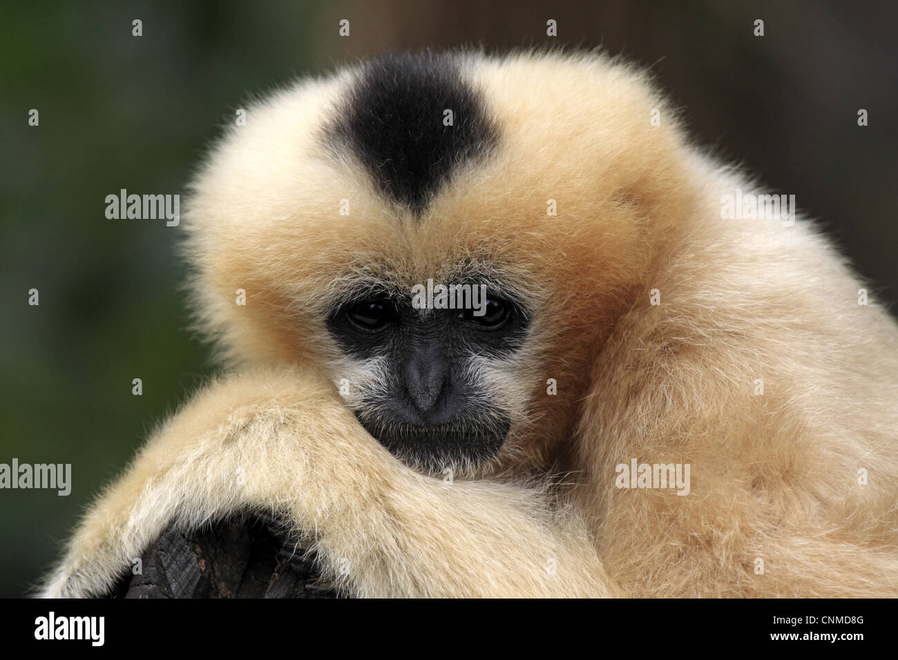 Gibbon à crête noire (Nomascus concolor) femelle adulte, close-up de tête (captifs) Banque D'Images