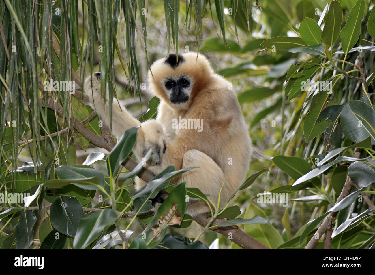 Gibbon à crête noire (Nomascus concolor) femelle adulte, assis sur une branche (captive) Banque D'Images