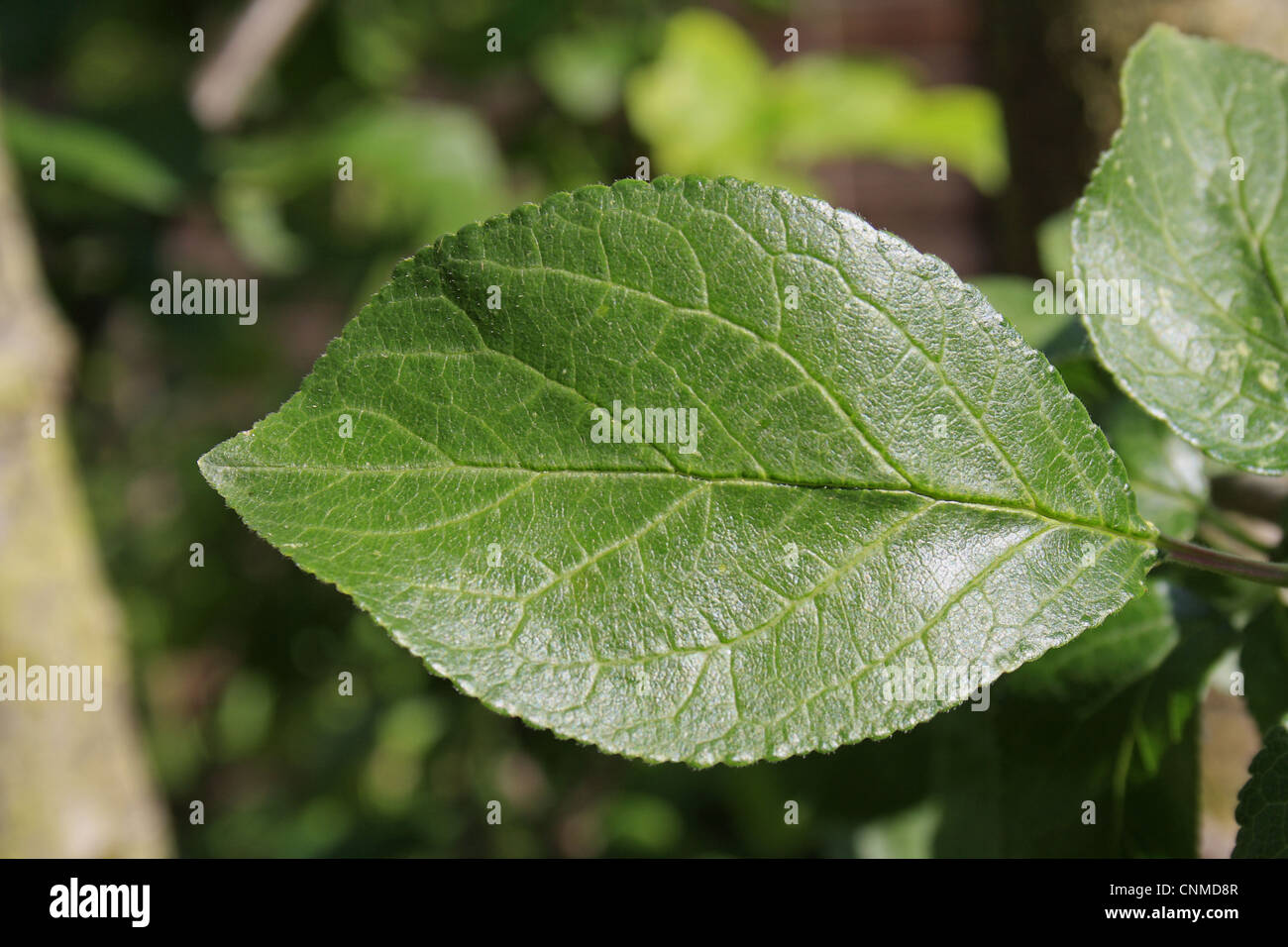 Prunier (Prunus domestica) closeup de feuille, en jardin, Suffolk — free download