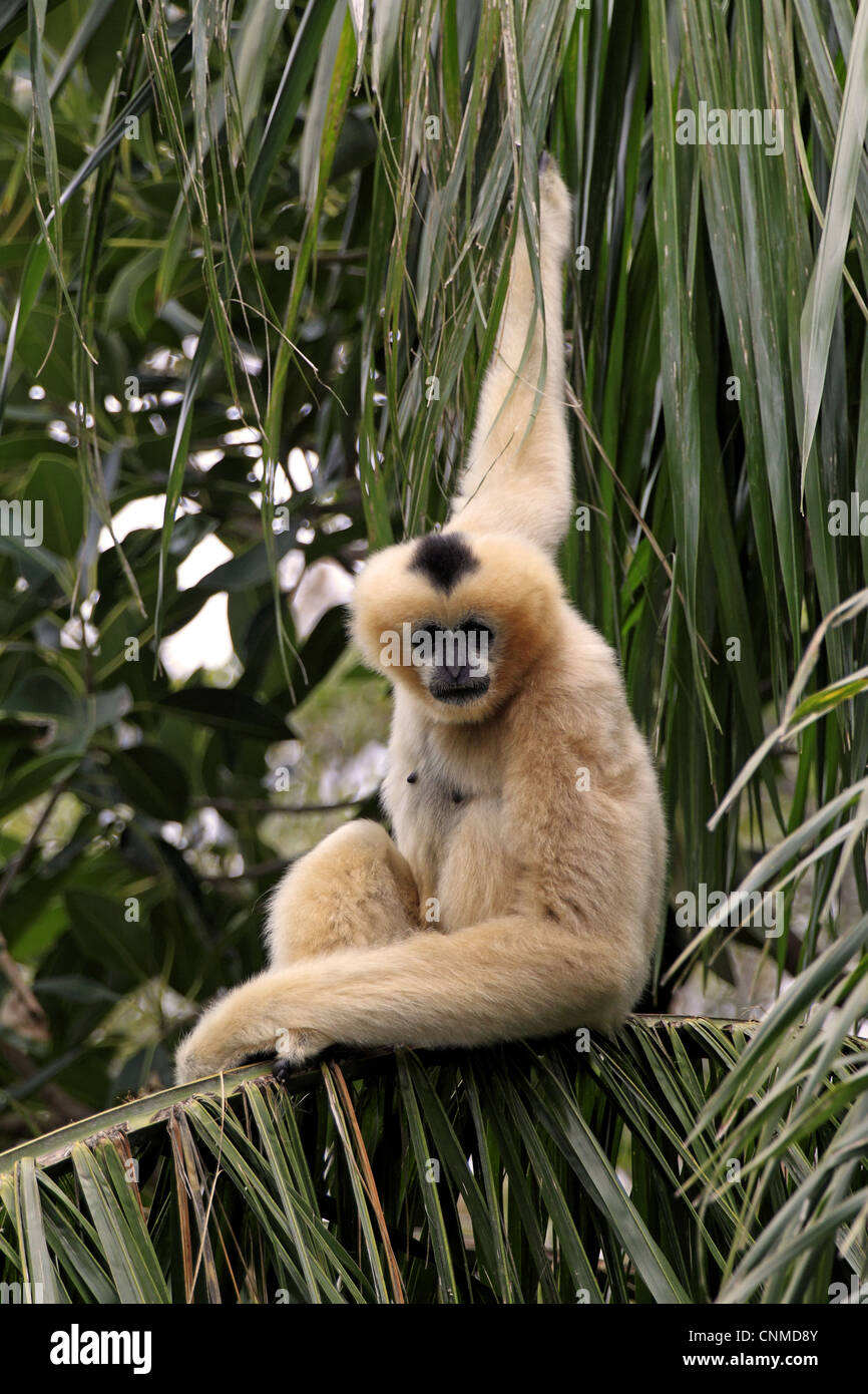 Gibbon à crête noire (Nomascus concolor) femelle adulte, assis sur des feuilles de palmier (captive) Banque D'Images