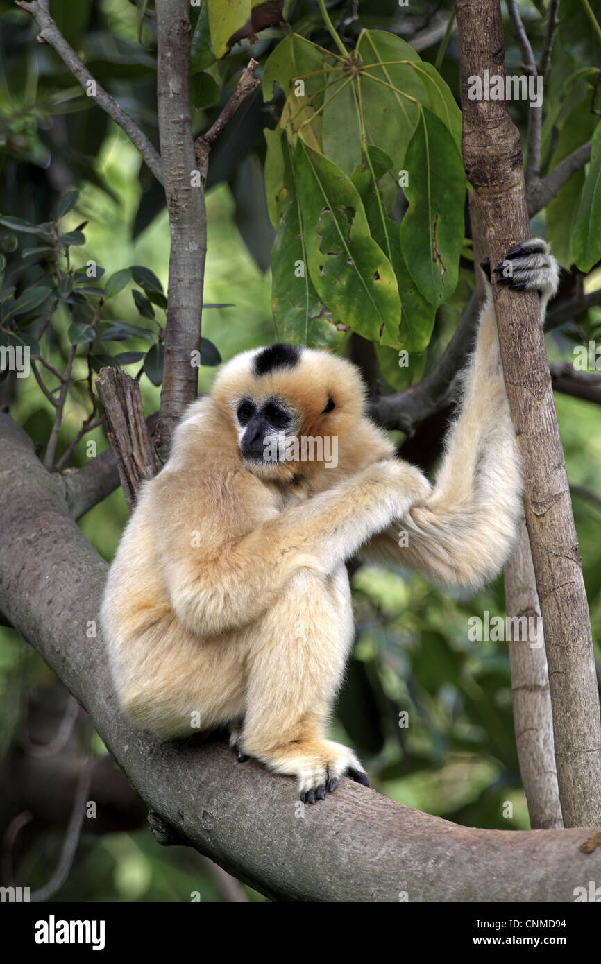 Gibbon à crête noire (Nomascus concolor) femelle adulte, assis sur une branche (captive) Banque D'Images