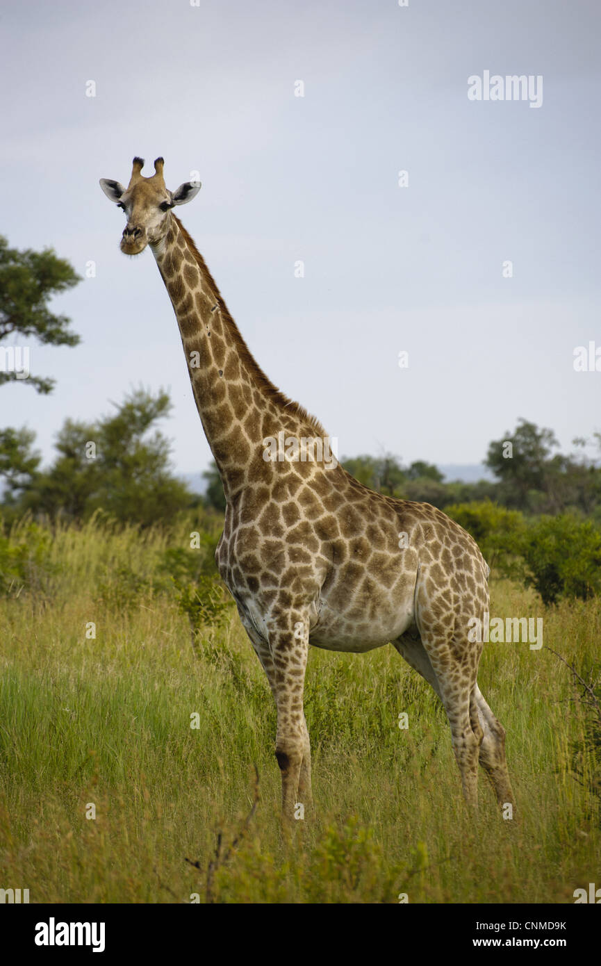 Cape Girafe (Giraffa camelopardalis giraffa) adulte, debout dans l'herbe haute, N.P., Kruger Mpumalanga, Afrique du Sud Banque D'Images