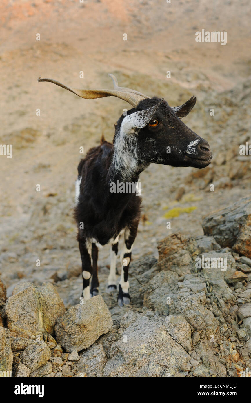 Chèvre domestique des profils debout sur les rochers de la végétation sur le surpâturage cause terminer l'île l'île de Socotra Yémen Samha mars Banque D'Images