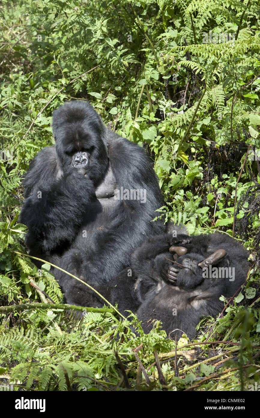 Mountain Gorilla gorilla beringei beringei silverback toilettage mâles adultes jouant les jeunes volcans Montagnes Virunga N.P Rwanda Banque D'Images