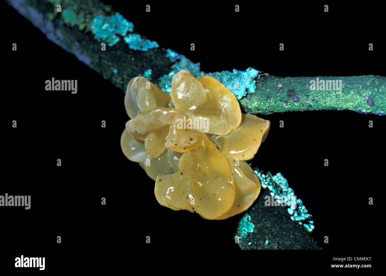 Champignons - Champignon cerveau jaune (Tremella mesenterica) Banque D'Images