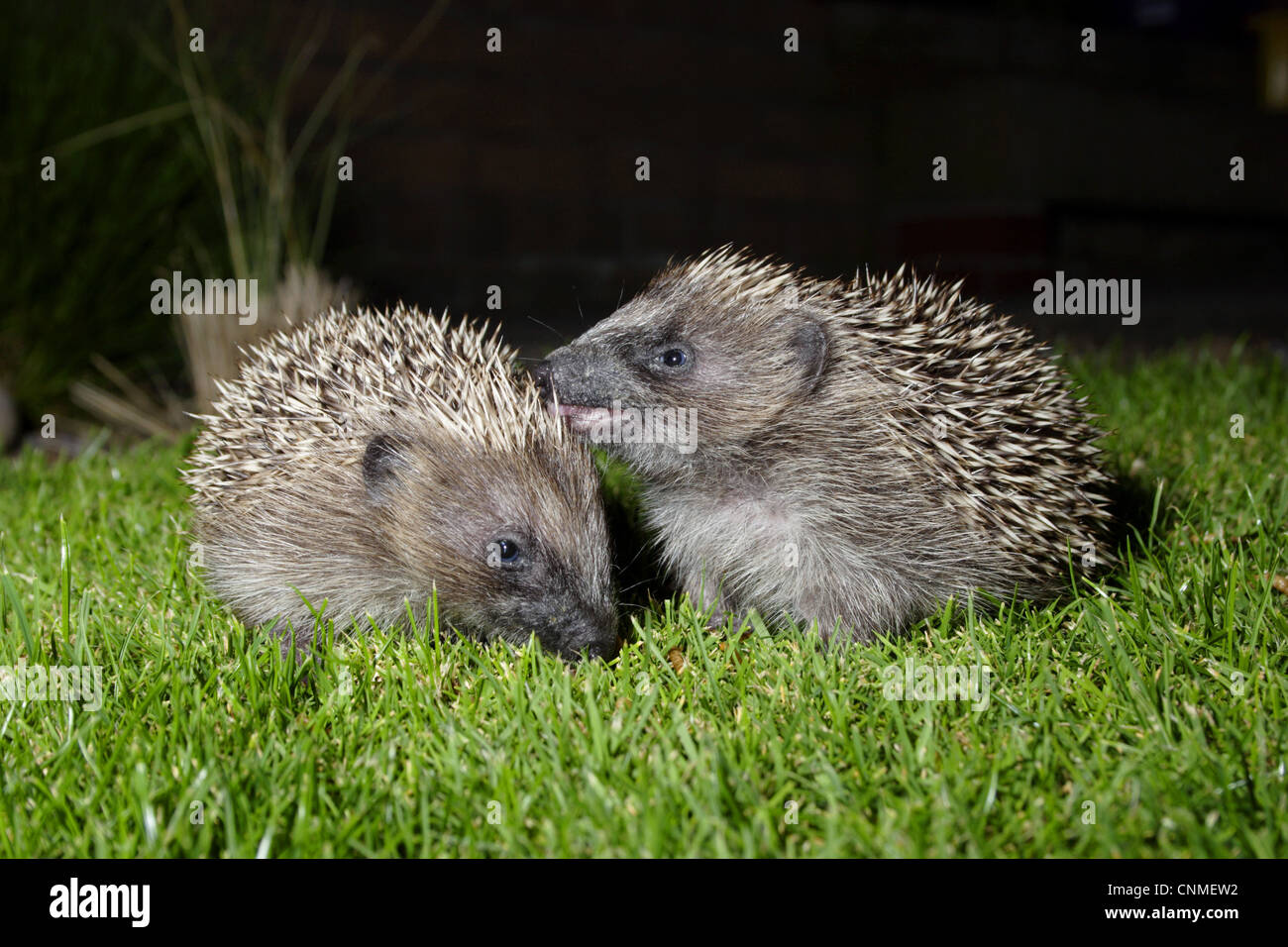 Hérisson européen (Erinaceus europaeus) deux jeunes, debout sur la pelouse du jardin la nuit, Yorkshire, Angleterre, septembre Banque D'Images