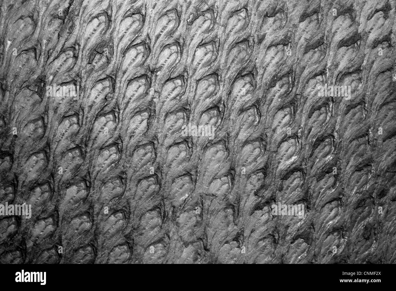 Motif de l'écorce du Carbonifère Lycopod Lepidodendron aculeatum Banque D'Images