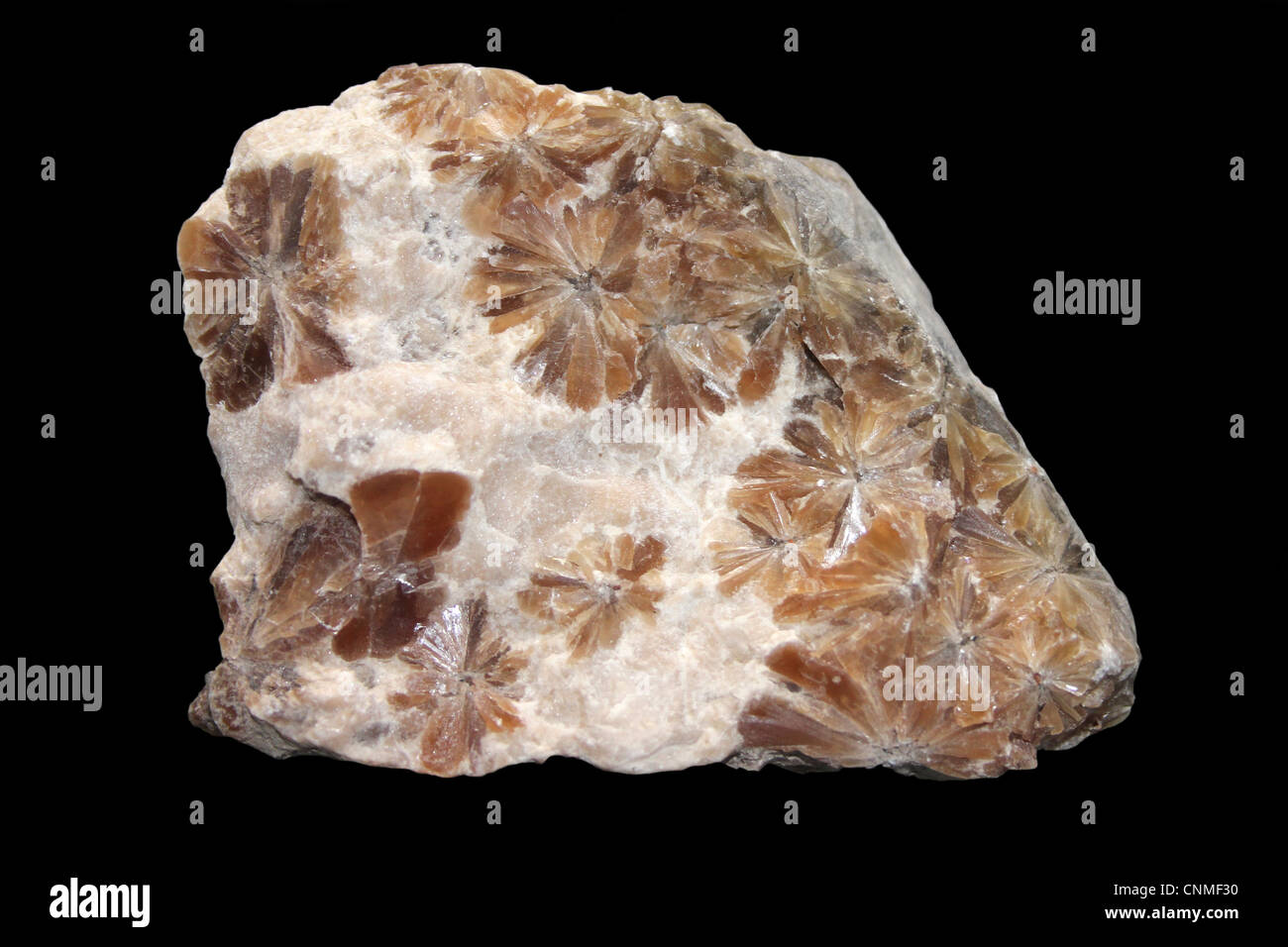 Le gypse (Daisy), Cumbria UK Banque D'Images