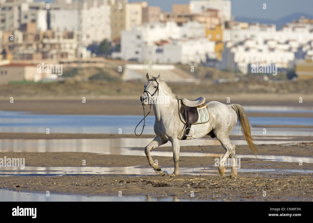 Cheval, cheval anglais dans des profils, au trot sur la plage, Tarifa, Cadix, Andalousie, Espagne du Sud, septembre Banque D'Images