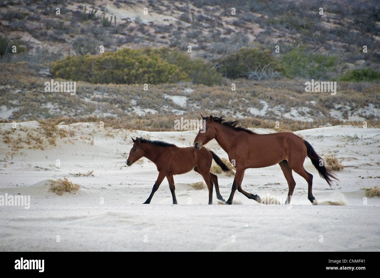 Mare, chevaux sauvages et son poulain, au trot sur beach, Cabo Frailes, Baja California Sur, Mexique, mars Banque D'Images