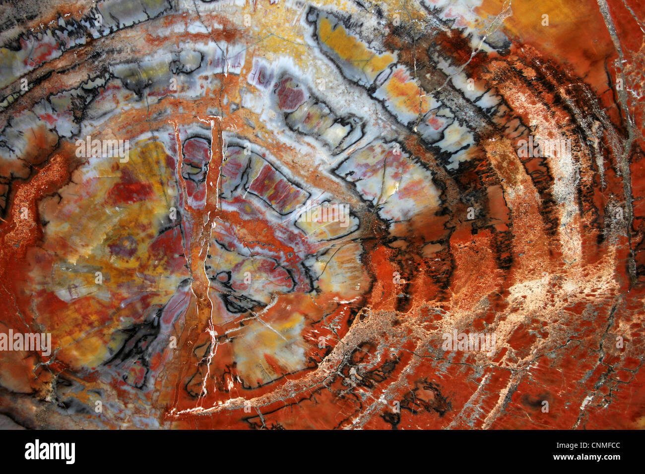 Section polie d'un tronc d'arbre monkey puzzle Araucarioxylon sp. À la fin du Trias, Holbrook, Arizona, USA Banque D'Images