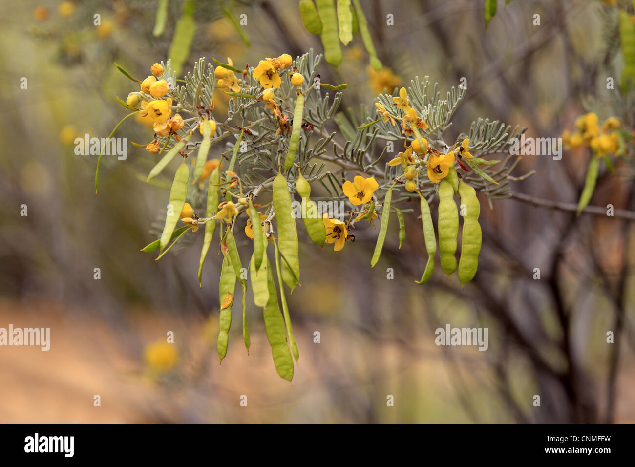 À feuilles ovales (Cassia senna artemisioides) gros plan de fleurs et de gousses, Outback, Territoire du Nord, Australie Banque D'Images