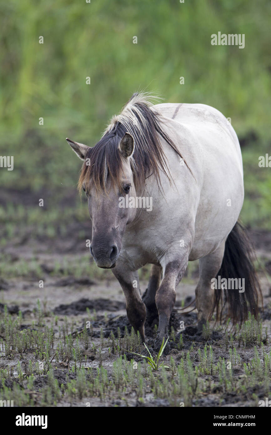 Chevaux Konik Equus caballus gemelli balades adultes dans la boue entre mare's-queue sur marsh RSPB Minsmere Réserver Suffolk Angleterre juillet Banque D'Images