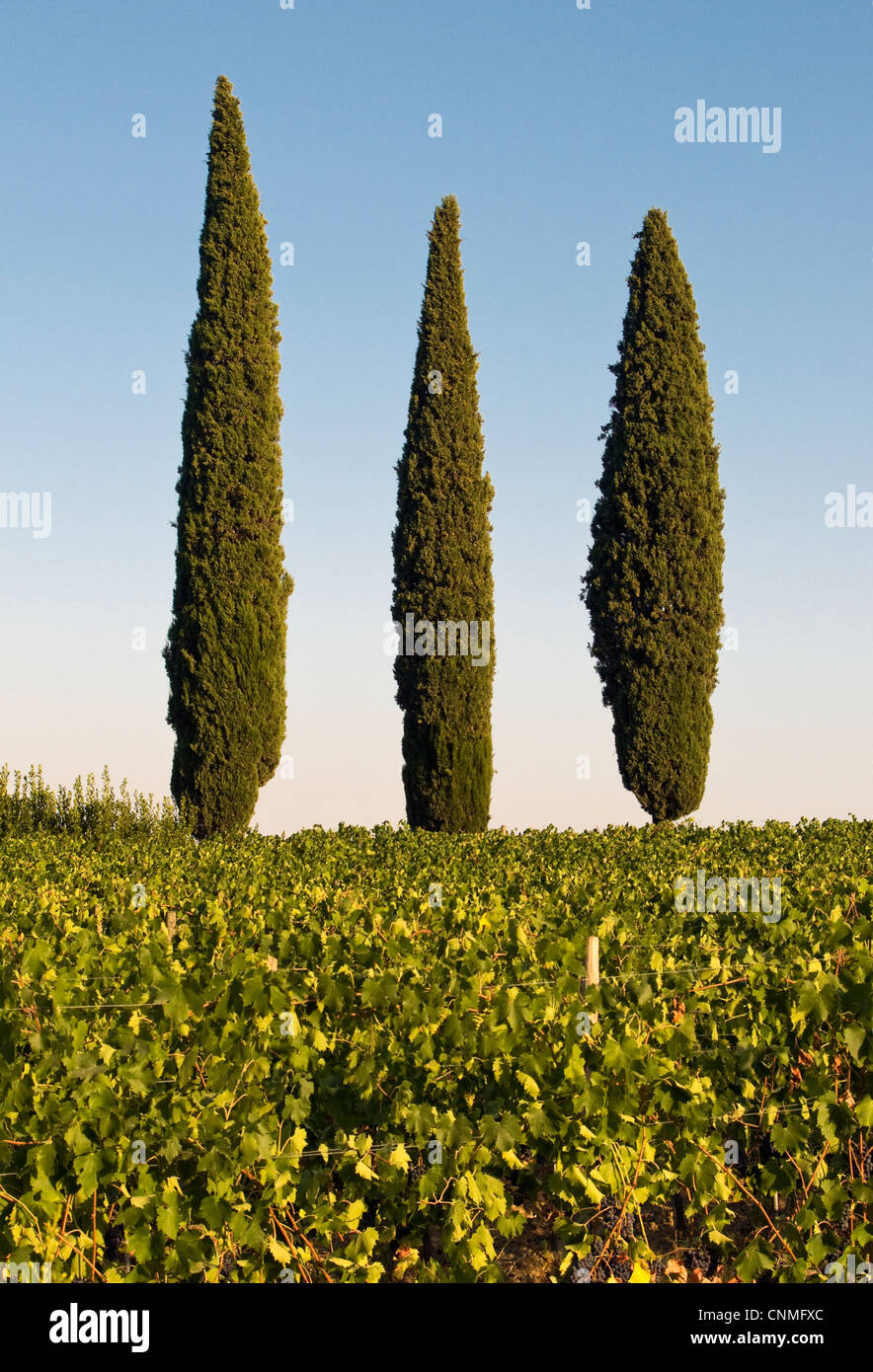 Paysage avec trois plats typiquement méditerranéens de cyprès (Cupressus sempervirens ou Crayon pin), la Toscane (Toscana, Italie) Banque D'Images