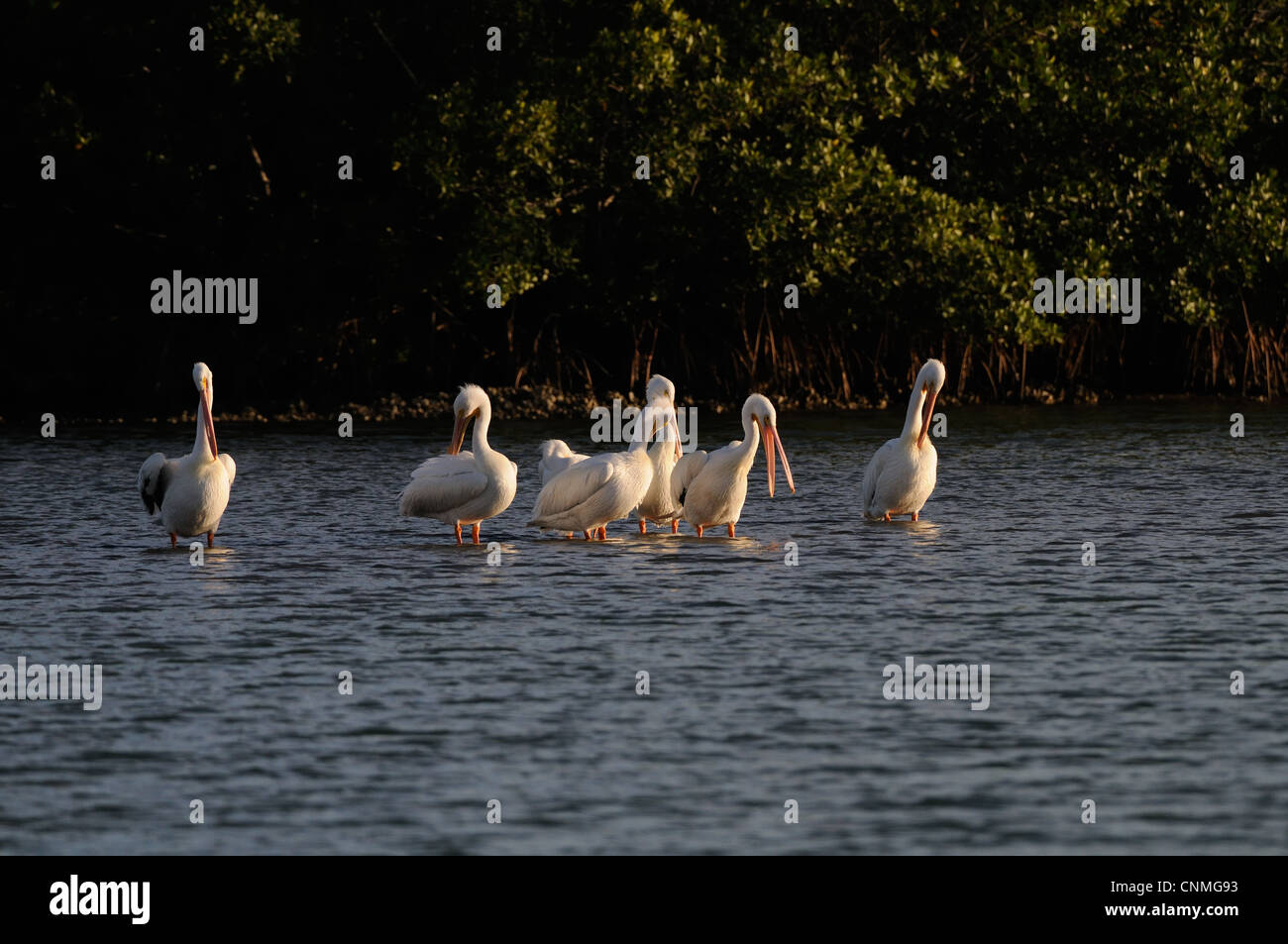 D'Amérique, Pelecanus erythrorhynchos dans les eaux peu profondes de Placida jetée de pêche, Florida, USA Banque D'Images