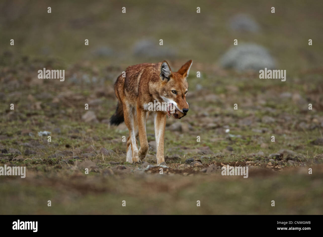 Loup éthiopien Canis simensis alimentation adultes transportant des rats-taupes géantes Tachyoryctes macrocephalus proie bouche Montagnes de balle l'Oromia Banque D'Images