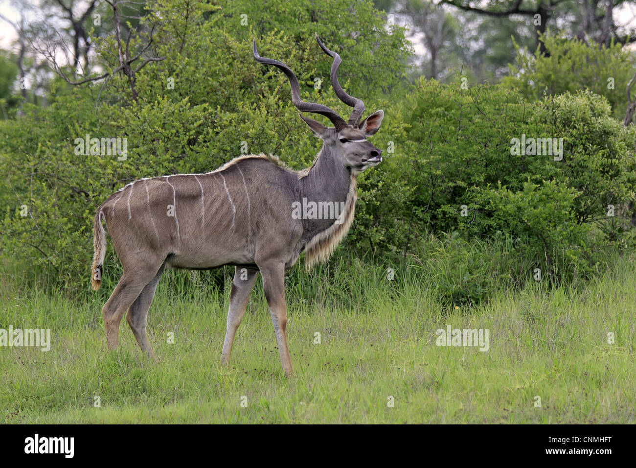 Grand Koudou (Tragelaphus strepsiceros) mâle adulte, debout sur l'herbe, Sabi Sabi Game Reserve, Kruger N.P., Afrique du Sud Banque D'Images