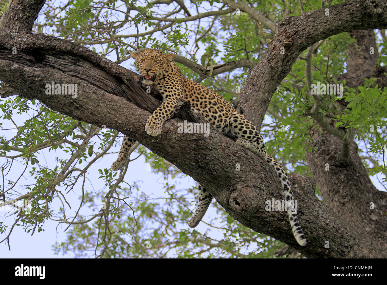 African Leopard (Panthera pardus pardus), adultes reposant dans arbre, Sabi Sabi Game Reserve, Kruger N.P., Afrique du Sud Banque D'Images