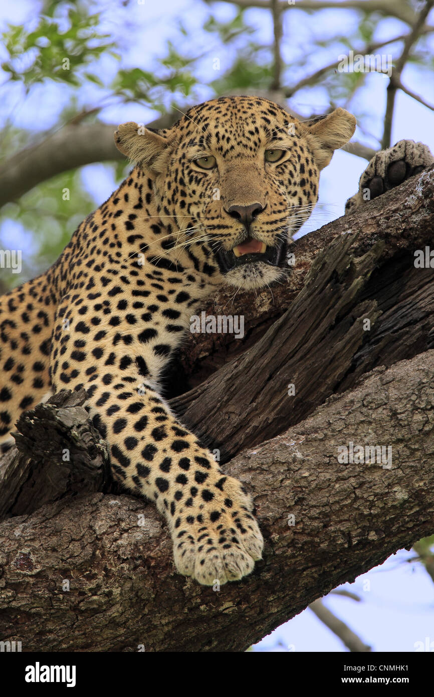African Leopard (Panthera pardus pardus), adultes reposant dans arbre, Sabi Sabi Game Reserve, Kruger N.P., Afrique du Sud Banque D'Images