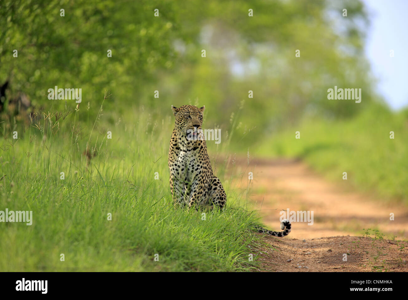 African Leopard (Panthera pardus pardus) adulte, assis sur l'herbe à côté de la voie, Sabi Sabi Game Reserve, Kruger N.P., Afrique du Sud Banque D'Images