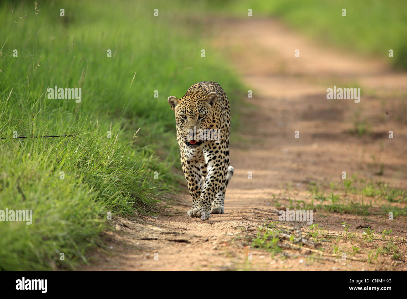 African Leopard (Panthera pardus pardus) adulte, marcher le long de la voie, Sabi Sabi Game Reserve, Kruger N.P., Afrique du Sud Banque D'Images