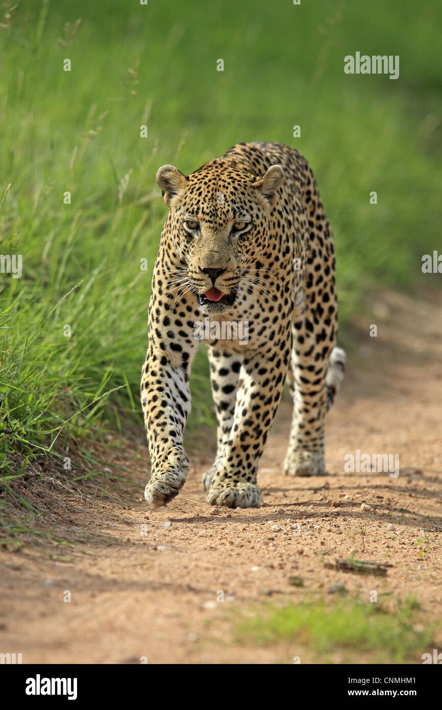 African Leopard (Panthera pardus pardus) adulte, marcher le long de la voie, Sabi Sabi Game Reserve, Kruger N.P., Afrique du Sud Banque D'Images