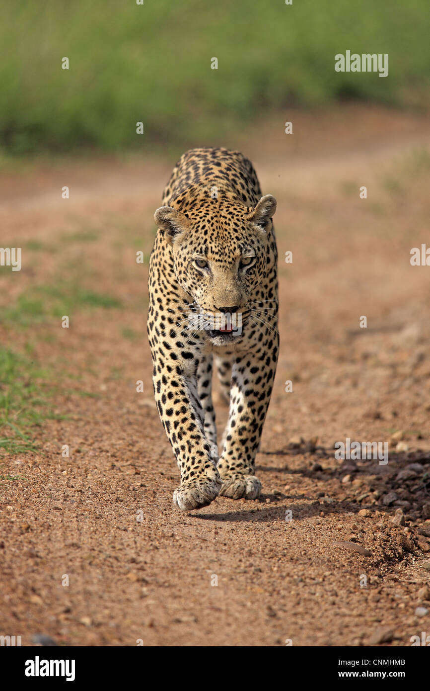 African Leopard (Panthera pardus pardus) adulte, marcher le long de la voie, Sabi Sabi Game Reserve, Kruger N.P., Afrique du Sud Banque D'Images