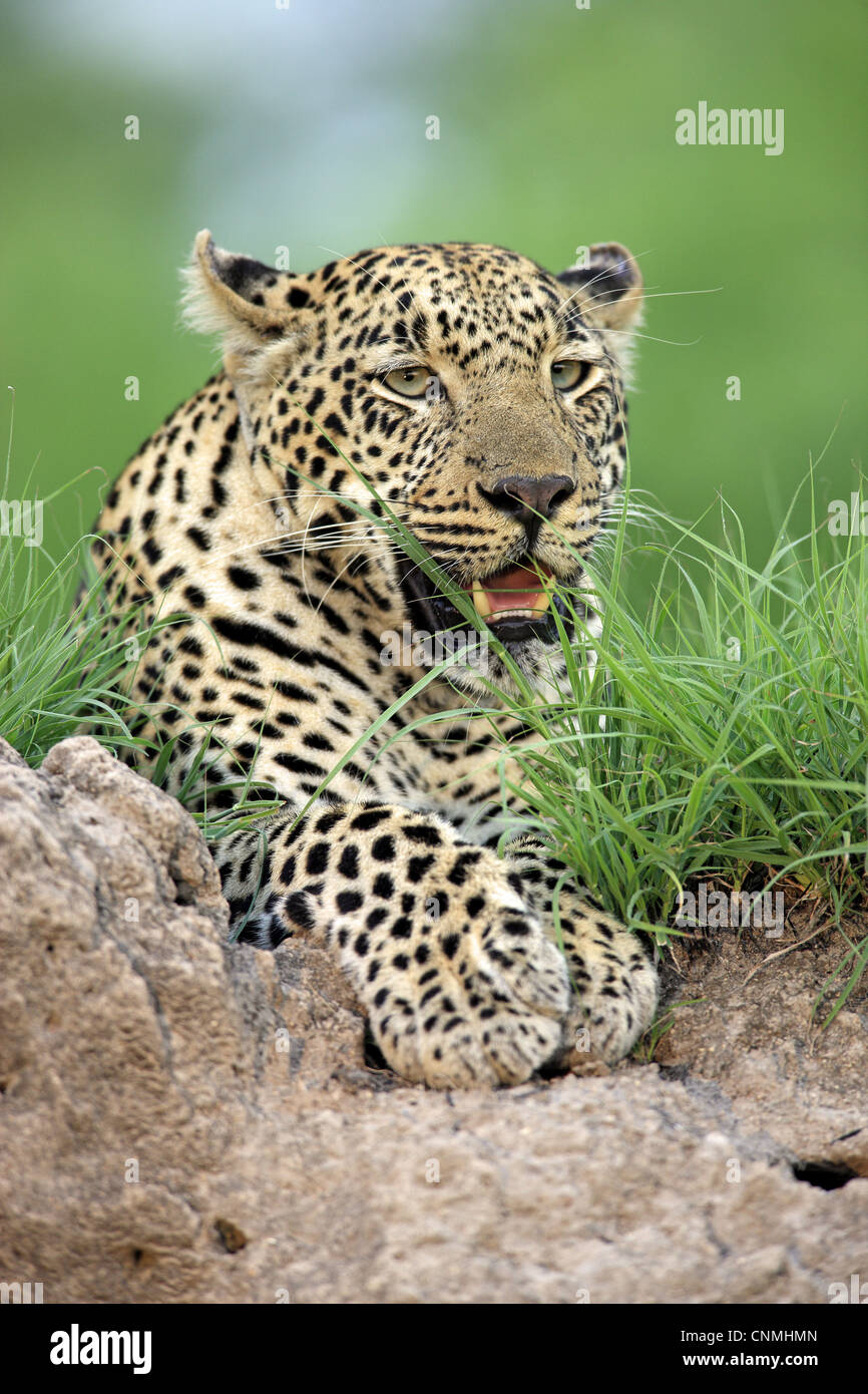 African Leopard (Panthera pardus pardus) adulte, se reposer, Sabi Sabi Game Reserve, Kruger N.P., Afrique du Sud Banque D'Images