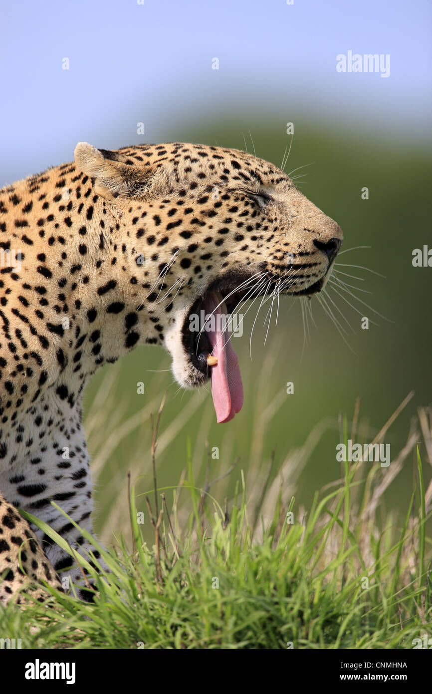 African Leopard (Panthera pardus pardus) adulte, bâillements, close-up de tête, Sabi Sabi Game Reserve, Kruger N.P., Afrique du Sud Banque D'Images