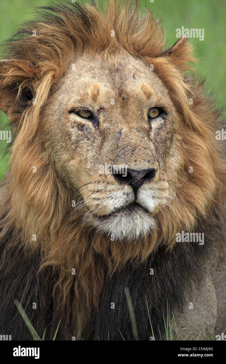 Lion (Panthera leo) mâle adulte, close-up de tête, Sabi Sabi Game Reserve, Kruger N.P., Afrique du Sud Banque D'Images