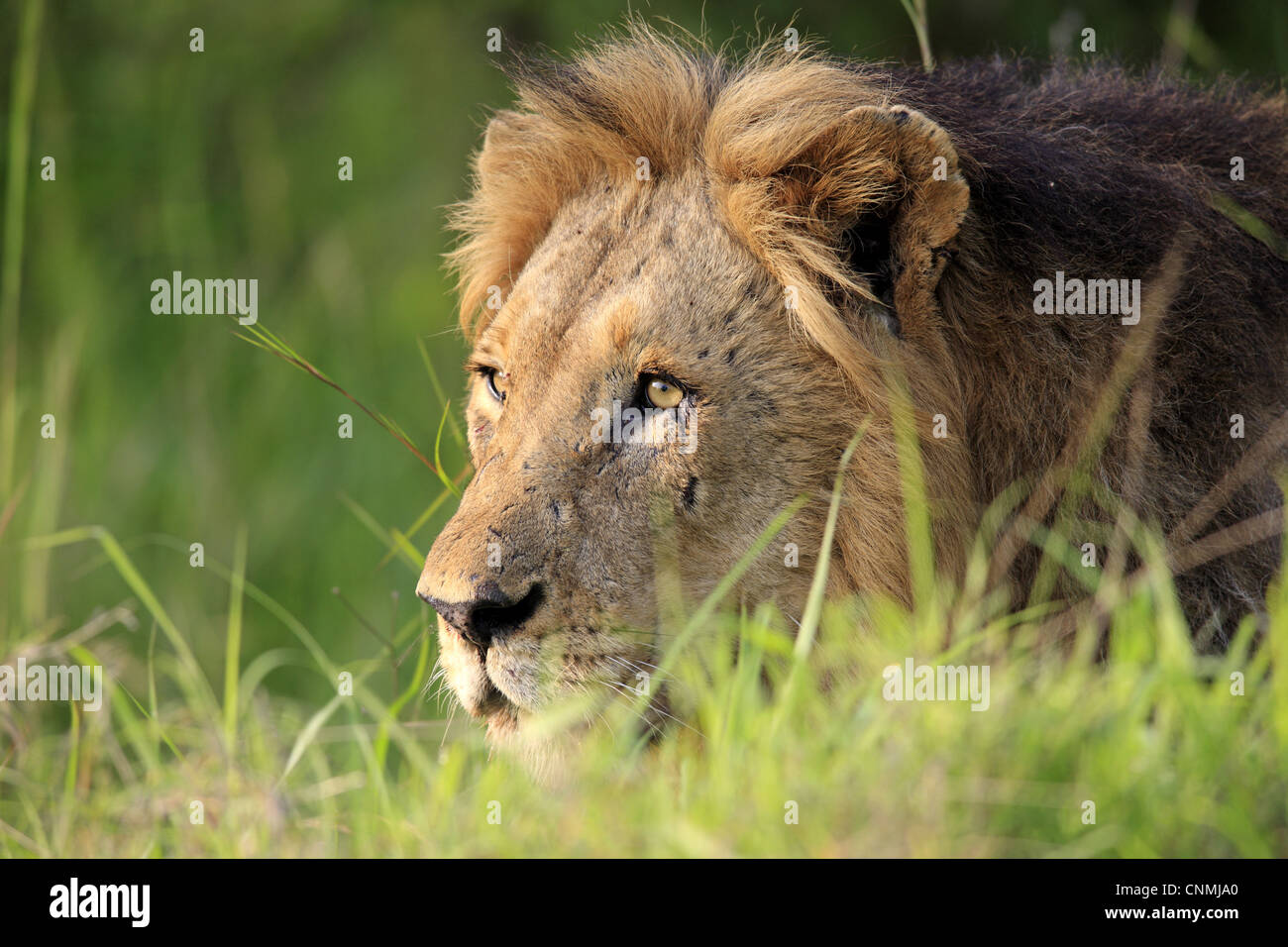 Lion (Panthera leo) mâle adulte, close-up de tête, Sabi Sabi Game Reserve, Kruger N.P., Afrique du Sud Banque D'Images