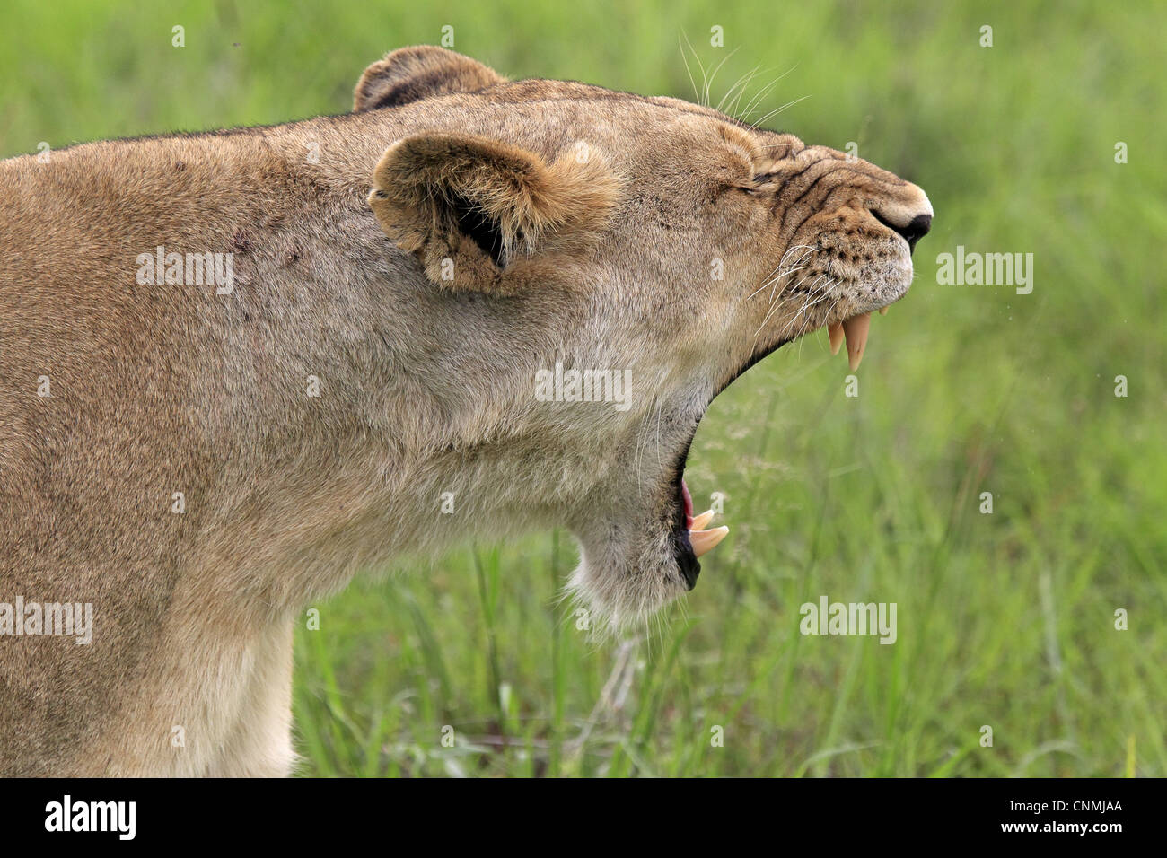 Lion (Panthera leo) adulte de sexe féminin, les bâillements, close-up de tête, Sabi Sabi Game Reserve, Kruger N.P., Afrique du Sud Banque D'Images