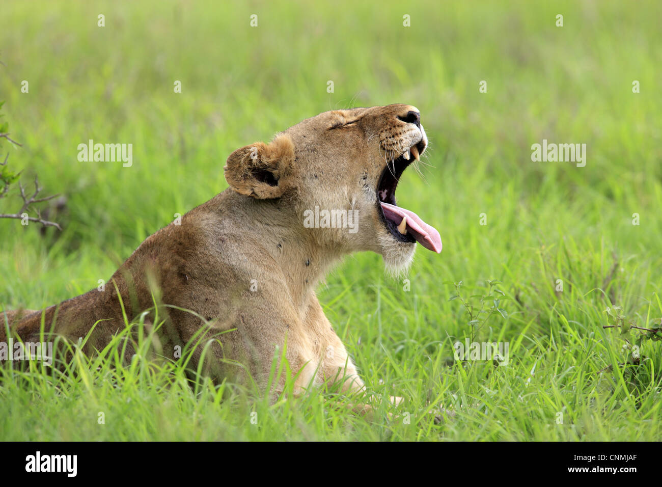 Lion (Panthera leo) adulte de sexe féminin, les bâillements, reposant sur l'herbe, Sabi Sabi Game Reserve, Kruger N.P., Afrique du Sud Banque D'Images