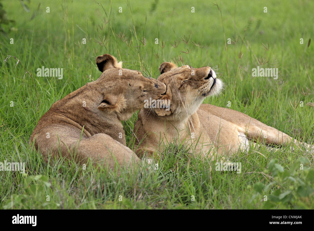 Lion (Panthera leo) deux femelles adultes, toilettage mutuel, reposant sur l'herbe, Sabi Sabi Game Reserve, Kruger N.P., Afrique du Sud Banque D'Images