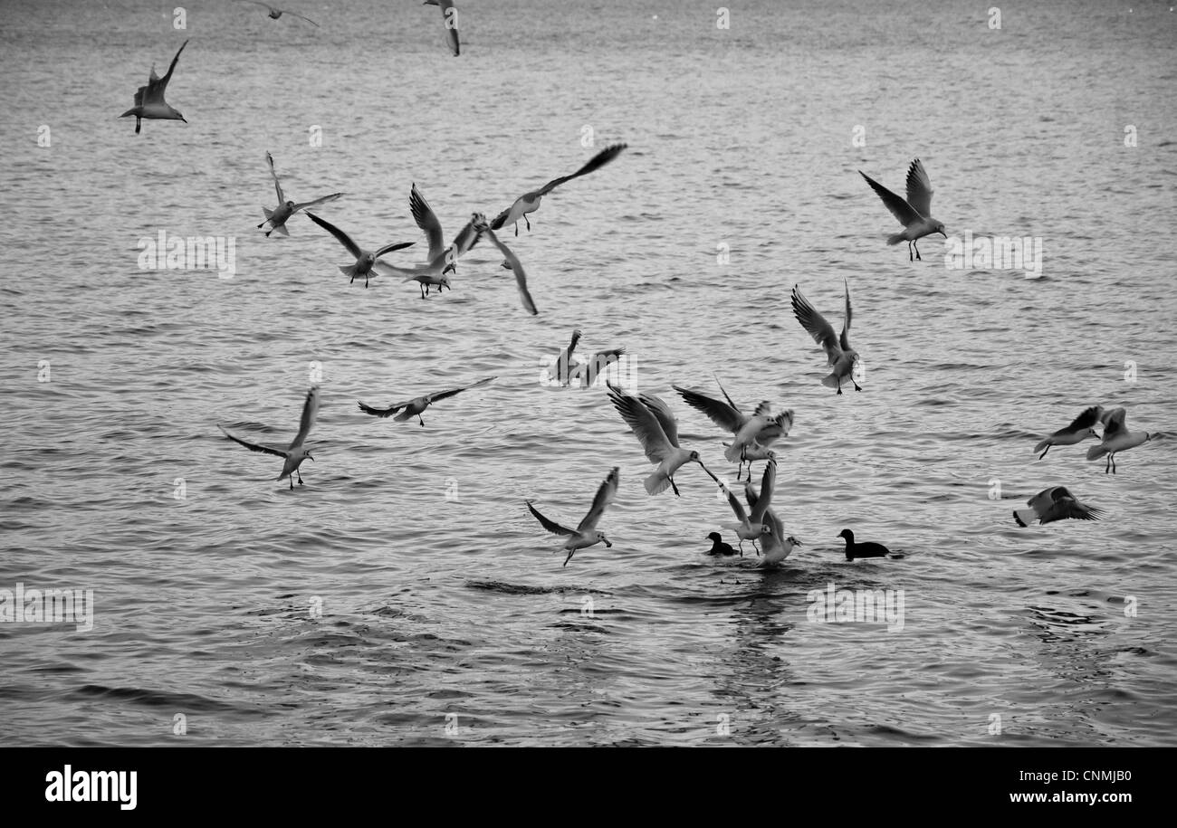 Groupe de mouettes dans une formation en 'V' de manger. Banque D'Images