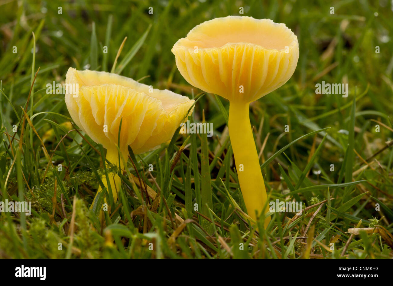 Hygrocybe chlorophana Waxcap (or) des organes de fructification, poussant dans les prairies, les collines de Quantock, Somerset, Angleterre, novembre Banque D'Images