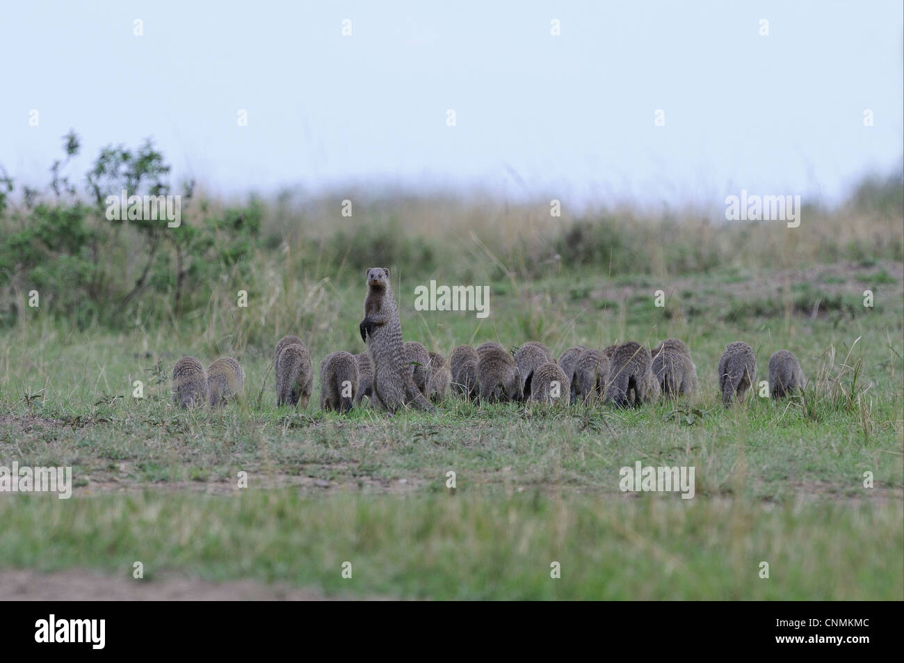 Mungos mungo Mangouste bagués groupe de grande famille qui traverse un gazon permanent adultes membres postérieurs à la Masai Mara Kenya retour Banque D'Images
