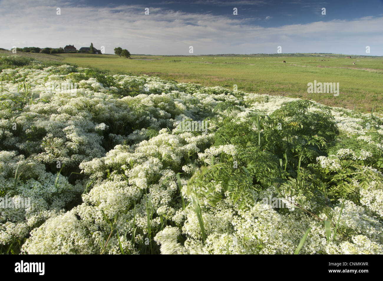 Cardaria draba Cresson cendrée floraison du pâturage côtières de plus en plus l'habitat de marais Marais d'N.N.R Elmley Marais nord du Kent Isle Sheppey Banque D'Images