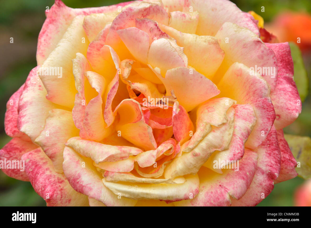 Un gros plan d'une rose (Rosa), Pullman Orient Express ( Meilland 2002). Banque D'Images
